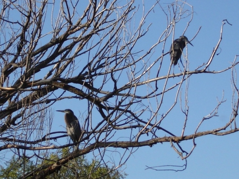 blue-heron-on-tree