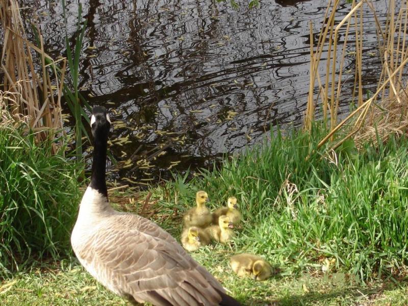 goose-and-goslings