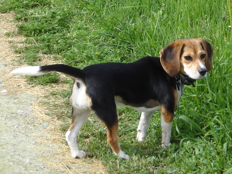 pocket-beagle