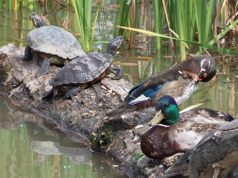 turtles-and-ducks